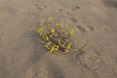 Odontarrhena obovata