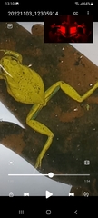 Dendropsophus molitor