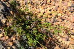Thamnochortus fruticosus