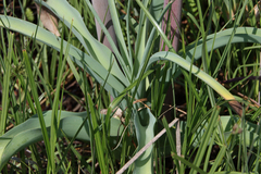 Crinum bulbispermum