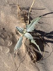 Dicoria canescens