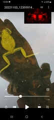 Dendropsophus molitor