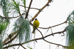 Crithagra hyposticta