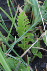 Berula