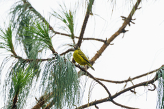 Crithagra hyposticta