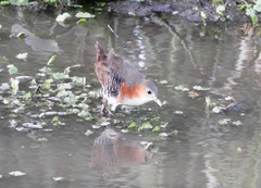 Laterallus melanophaius