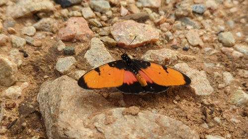 Broad-bordered Acraea