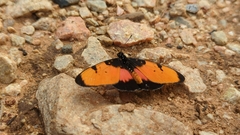 Acraea anemosa
