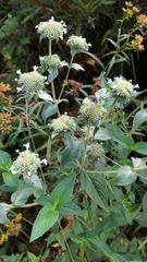 Pycnanthemum muticum