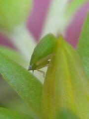 Aphrodes makarovi