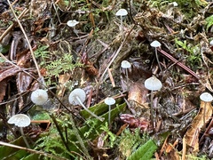 Mycena pusilla