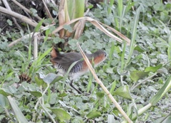 Laterallus melanophaius