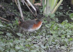 Laterallus melanophaius