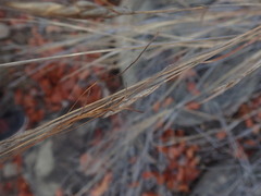 Heteropogon contortus