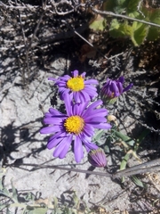 Senecio arenarius