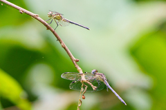 Hemistigma albipunctum