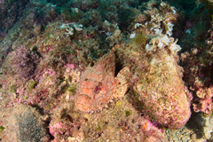Scorpaena scrofa