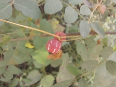 Diplocyclos palmatus