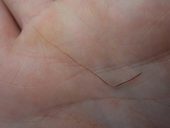 Heteropogon contortus