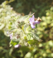 Mesosphaerum suaveolens