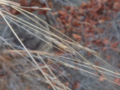 Heteropogon contortus