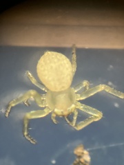 Misumessus oblongus