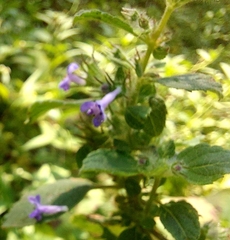 Mesosphaerum suaveolens