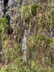 Alectoria sarmentosa