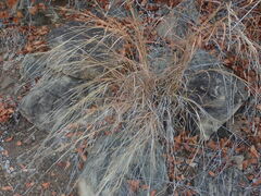 Heteropogon contortus