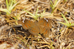 Junonia natalica natalica