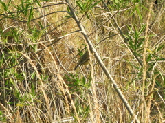 Polystictus pectoralis