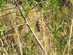 Polystictus pectoralis