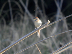 Schoeniophylax phryganophilus