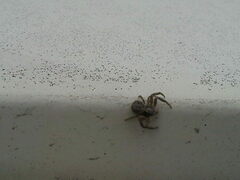 Xysticus