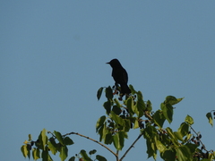 Icterus pyrrhopterus