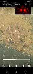 Dendropsophus molitor