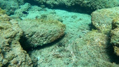 Serranus atricauda