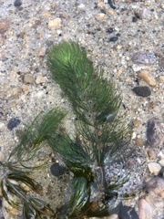 Ceratophyllum