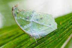 Protogoniomorpha parhassus