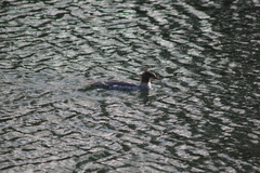 Mergus merganser