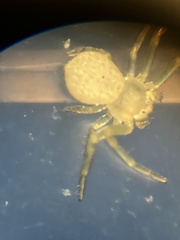Misumessus oblongus
