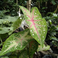 Caladium bicolor