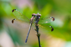 Hemistigma albipunctum