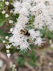 Palpada pusilla