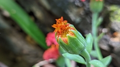Kleinia fulgens