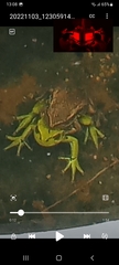 Dendropsophus molitor