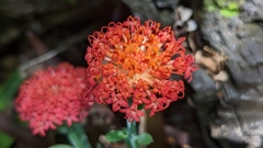 Kleinia fulgens