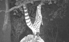 Genetta genetta genetta