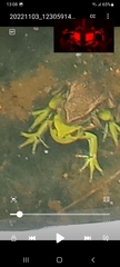 Dendropsophus molitor