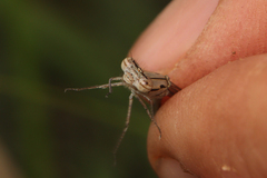 Pseudagrion massaicum